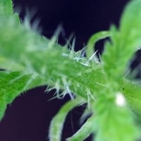 800px-Urtica_dioica_2841