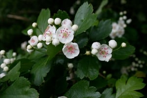Crataegus-oxyacantha-flowers-1