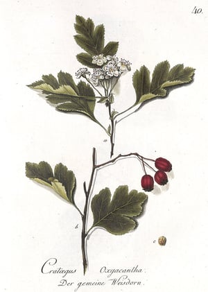 Reitter-Abel_Holzarten_T040