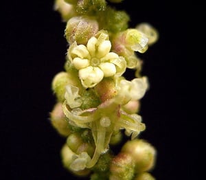 Urtica_dioica20_ies